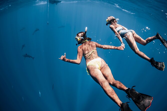 Oahu Open Water Shark Diving Experience - Sharks, species, and what you might see