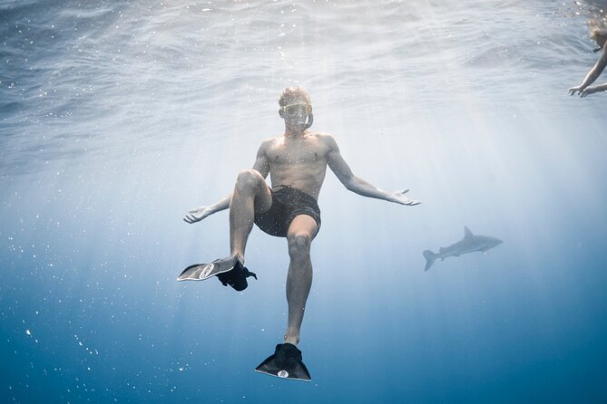 Oahu Open Water Shark Diving Experience - Underwater photography and the cost of memories
