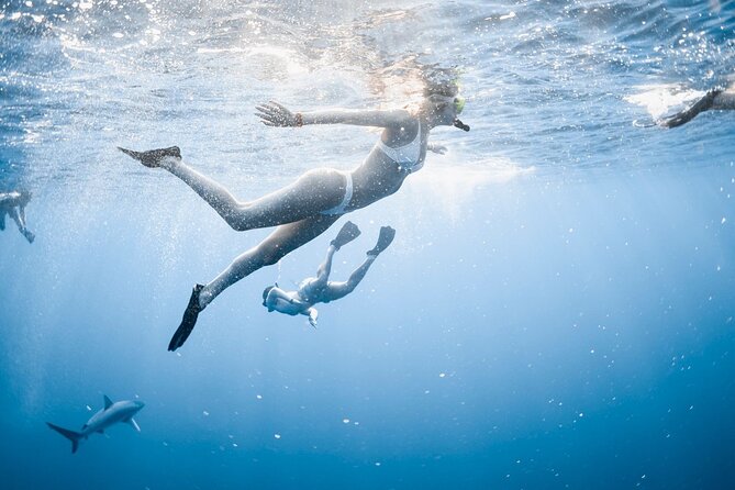 Oahu Open Water Shark Diving Experience - What the 1-hour-45-minute schedule feels like