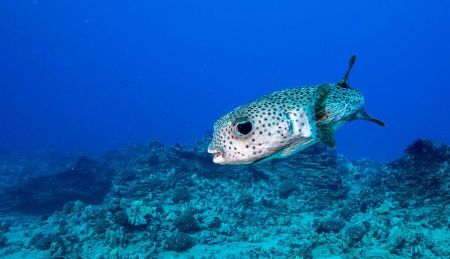 Oahu: Shallow Reef Scuba Dive for Certified Divers - Key points to know before booking