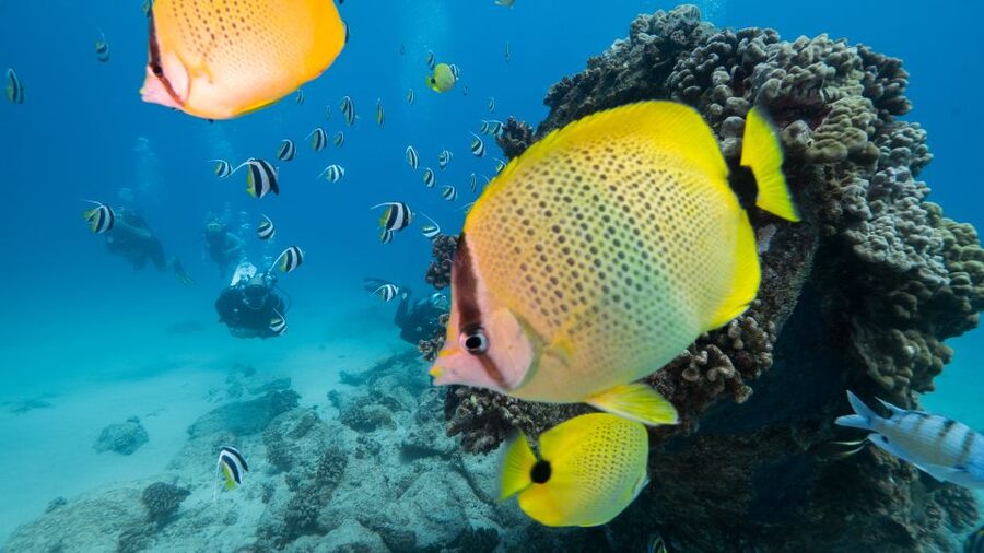 Oahu: Shallow Reef Scuba Dive for Certified Divers - Two shallow reef descents from Ala Moana