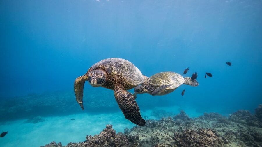Oahu: Shallow Reef Scuba Dive for Certified Divers - Turtle Canyons and Hawaiian green sea turtles