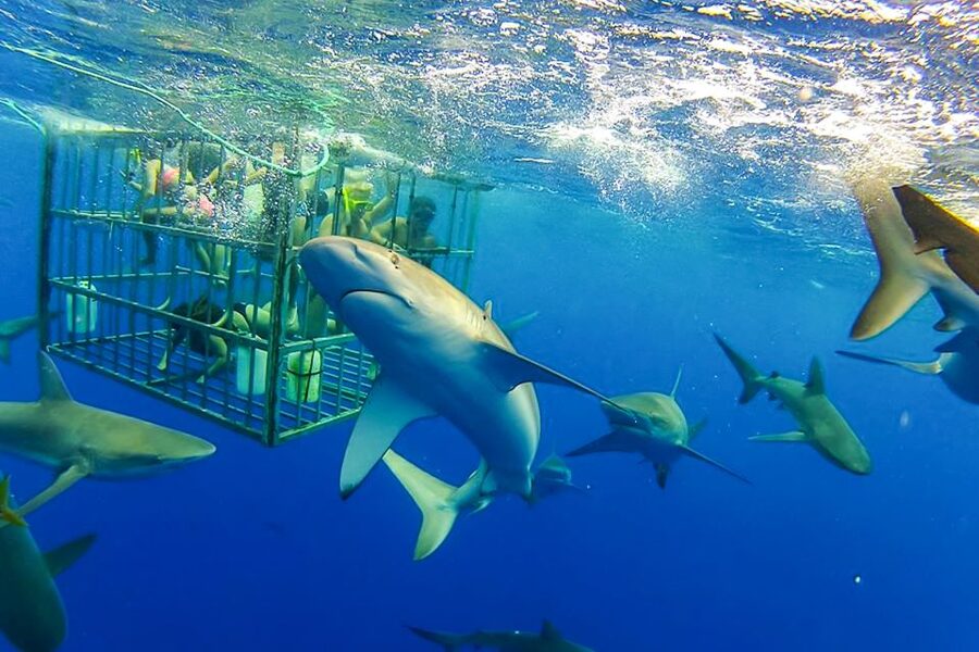 Oahu: Shark Cage Dive on the North Shore - Key points to know before you go