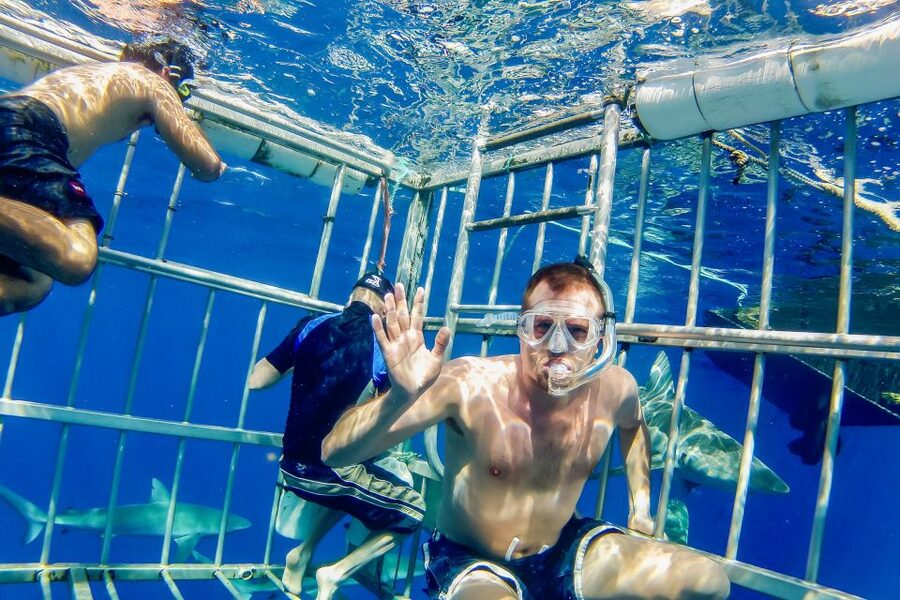 Oahu: Shark Cage Dive on the North Shore - FAQ