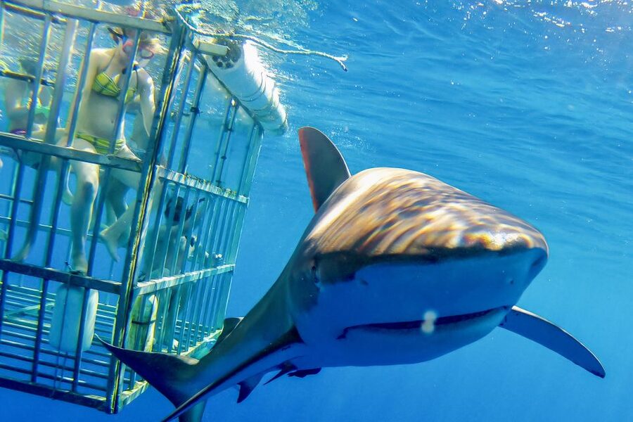Oahu: Shark Cage Dive on the North Shore - The boat ride from Haleiwa to open water