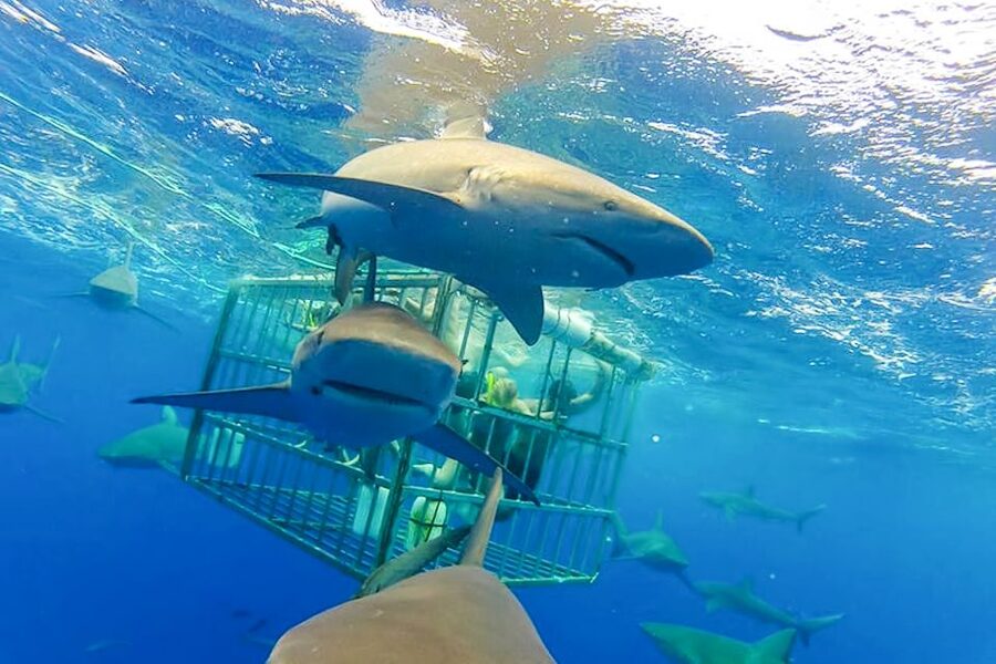 Oahu: Shark Cage Dive on the North Shore - Cameras, videos, and the best way to remember it