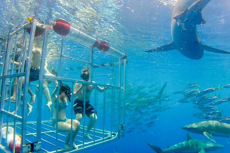 Oahu: Shark Cage Dive on the North Shore - Is $99 a fair price?