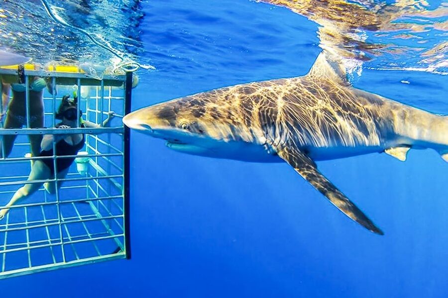 Oahu: Shark Cage Dive on the North Shore - Who should book this North Shore excursion?
