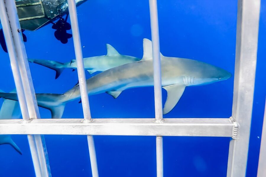 Oahu: Shark Cage Dive on the North Shore - Should you book it?