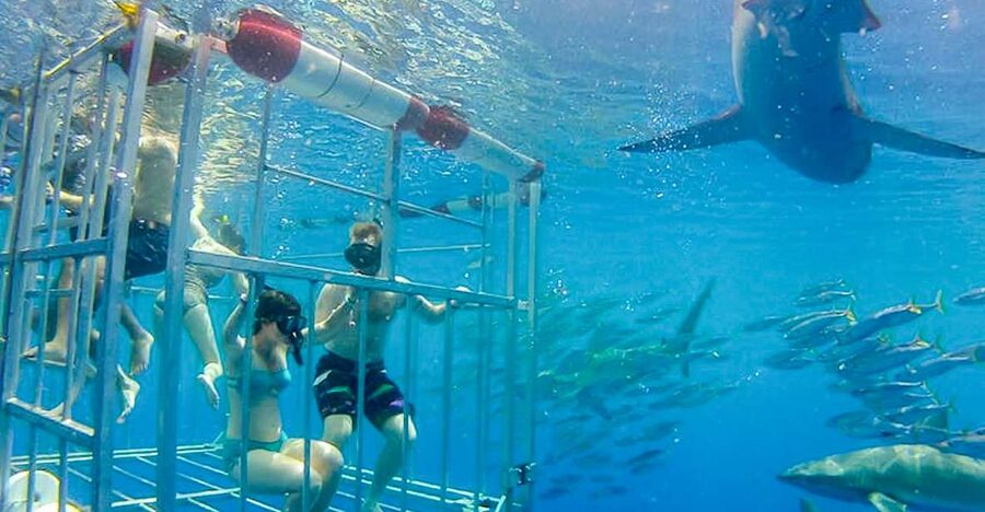 Oahu: Shark Cage Dive on the North Shore - What the cage experience feels like