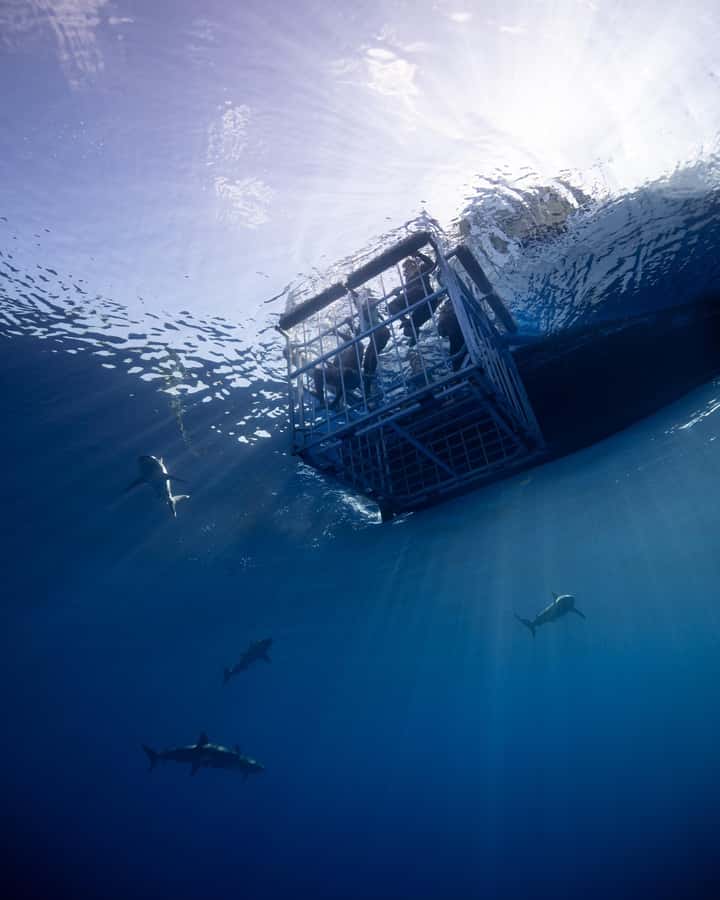 Oahu: Shark Cage Diving Experience - Heading three miles offshore from Oahu’s North Shore