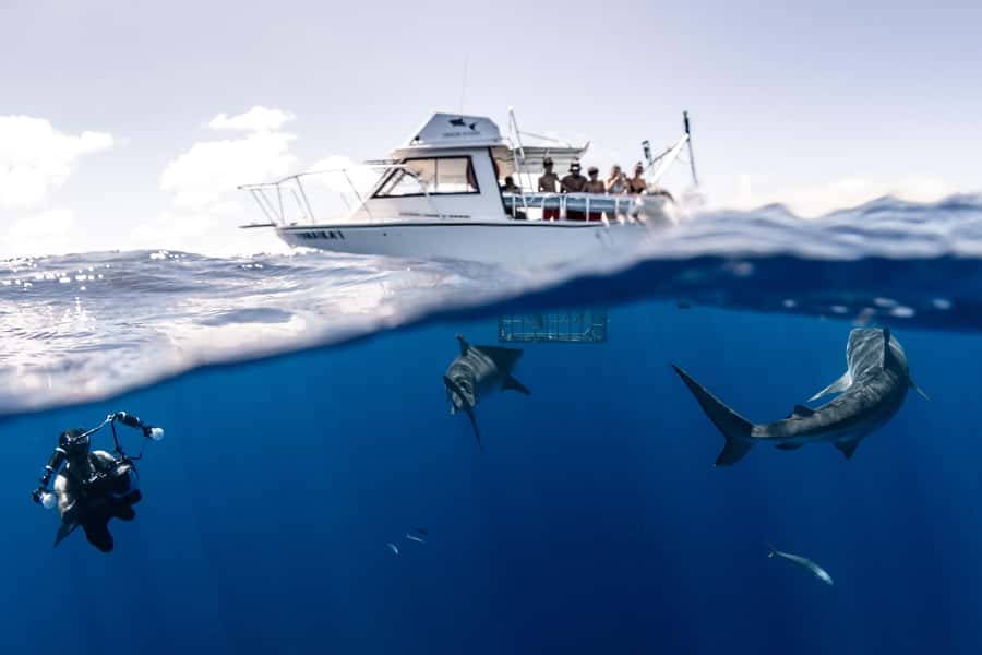 Oahu: Shark Cage Diving Experience - Why the shark talk matters