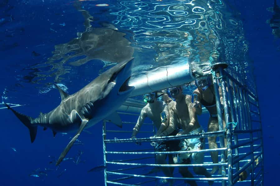 Oahu: Shark Cage Diving Experience - What to bring, and what to leave behind