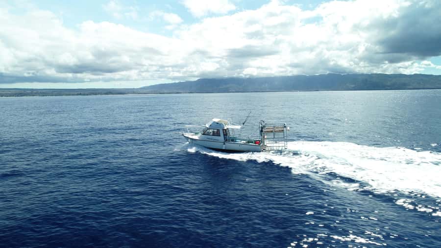 Oahu: Shark Cage Diving Experience - Meeting Galapagos and sandbar sharks at the cage