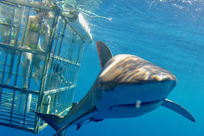Oahu Shark Dive - Haleiwa Harbor is the right starting point
