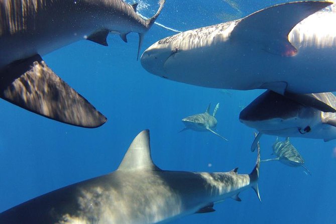 Oahu Shark Dive - Entering the cage is optional