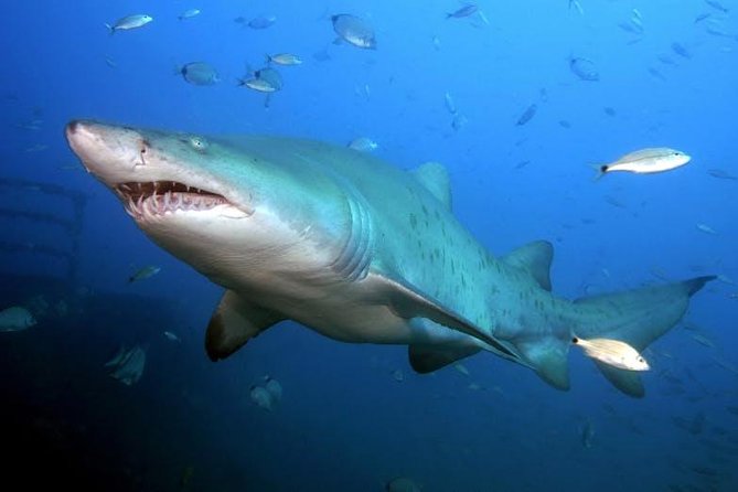 Oahu Shark Dive - What the shark encounter feels like