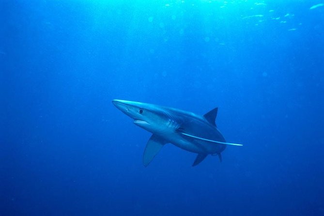 Oahu Shark Dive - Photos and the optional video upgrade