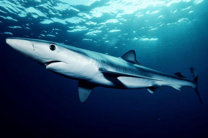 Oahu Shark Dive - Is $99.48 a fair price?