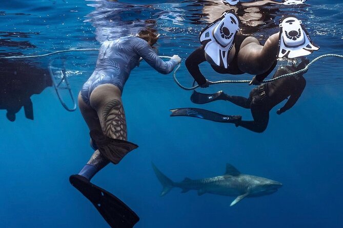 Oahu Shark Dive Educational Tour (No cage) - Key points to know before you book