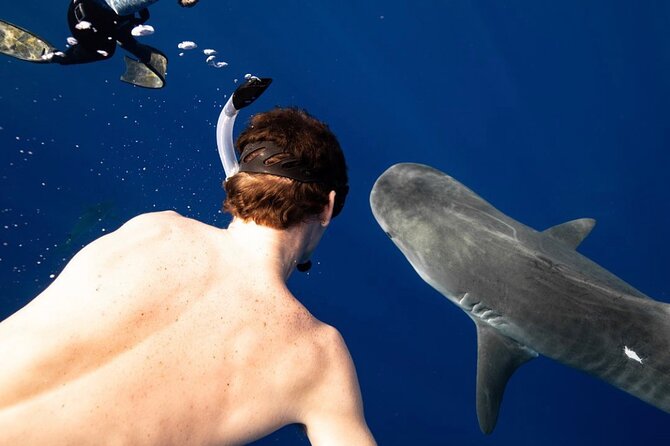 Oahu Shark Dive Educational Tour (No cage) - A lesson in shark behavior, not just a thrill ride
