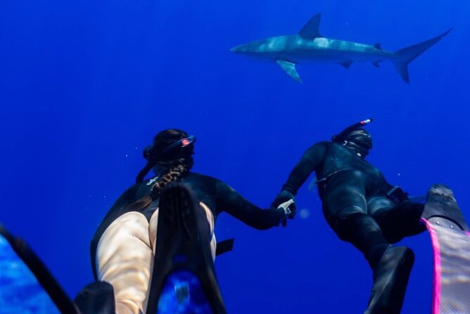 Oahu Shark Dive Educational Tour (No cage) - The role of the underwater photographer