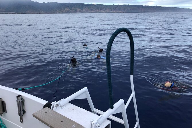 Oahu Shark Dive Educational Tour (No cage) - Leaving Haleʻiwa Boat Harbor