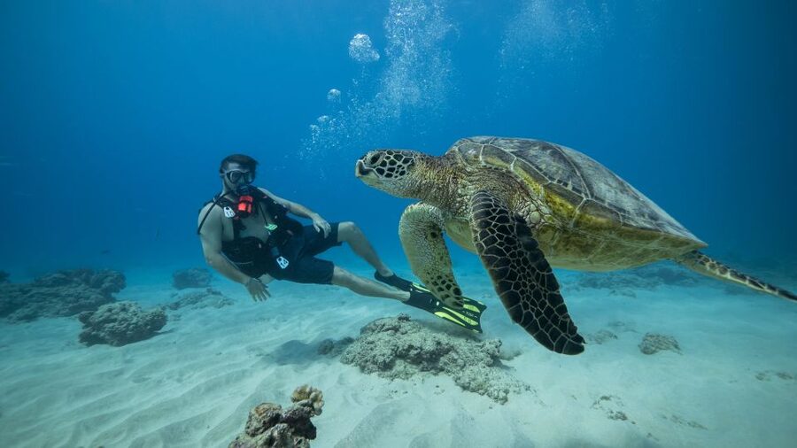 Oahu: Waikiki Discovery Scuba Diving for Beginners - What the three-hour Waikiki outing is really like