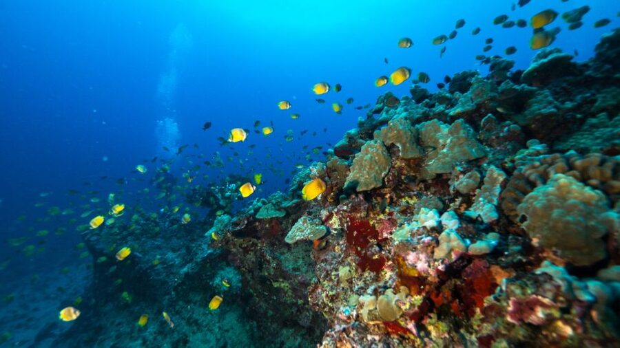 Oahu: Waikiki Discovery Scuba Diving for Beginners - Who should book this activity