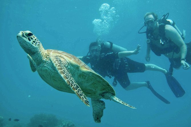 Ocean Freedom Great Barrier Reef Luxury Snorkel and Dive Cruise - Conditions, visibility, and what can change