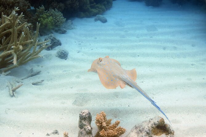 Ocean Spirit Sail to Michaelmas Cay Snorkel or Dive, from Cairns - The semi-submersible option for a dry reef view