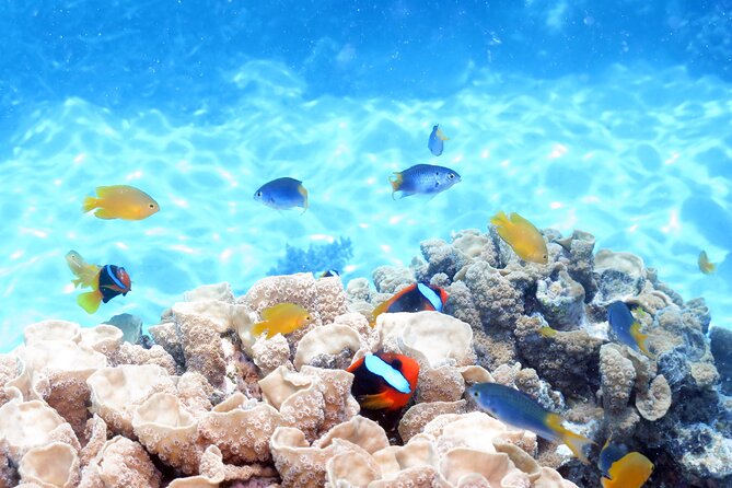 Ocean Spirit Sail to Michaelmas Cay Snorkel or Dive, from Cairns - An introductory scuba session for a closer look