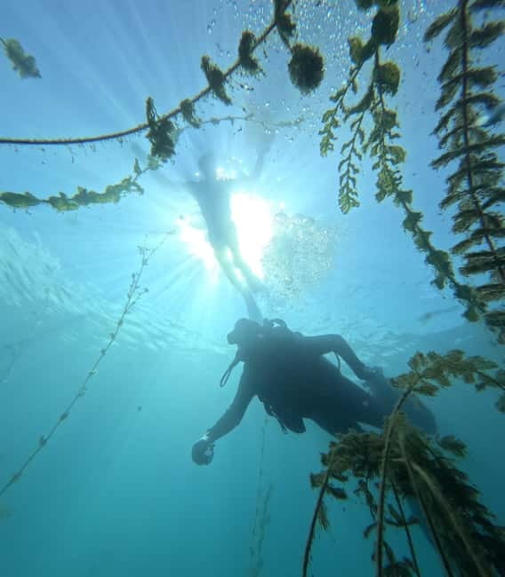 Ohrid: Scuba Diving Experience in Lake Ohrid - Practical planning for a smooth morning