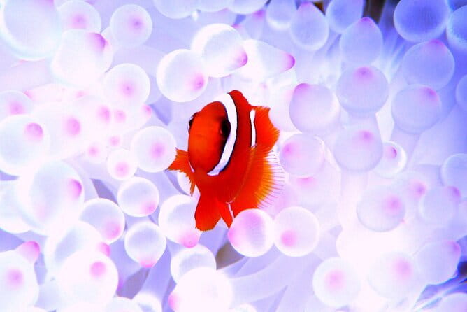 Okinawa:Kerama Islands experience Diving/Snorkeling/WhaleWatching - Kerama’s clear water is the main event