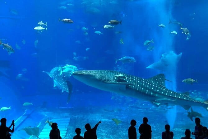 Okinawa:Kerama Islands experience Diving/Snorkeling/WhaleWatching - Safety matters more than the scenery