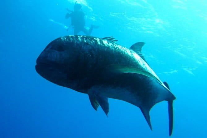 Okinawa:Kerama Islands experience Diving/Snorkeling/WhaleWatching - Snorkeling works well for mixed groups