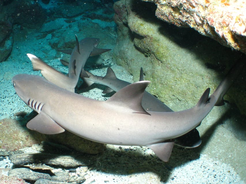 Okinawa: Naha: 1 day Kerama Islands diving‣ license required - Kerama Islands access, three sites, and seasonal extras