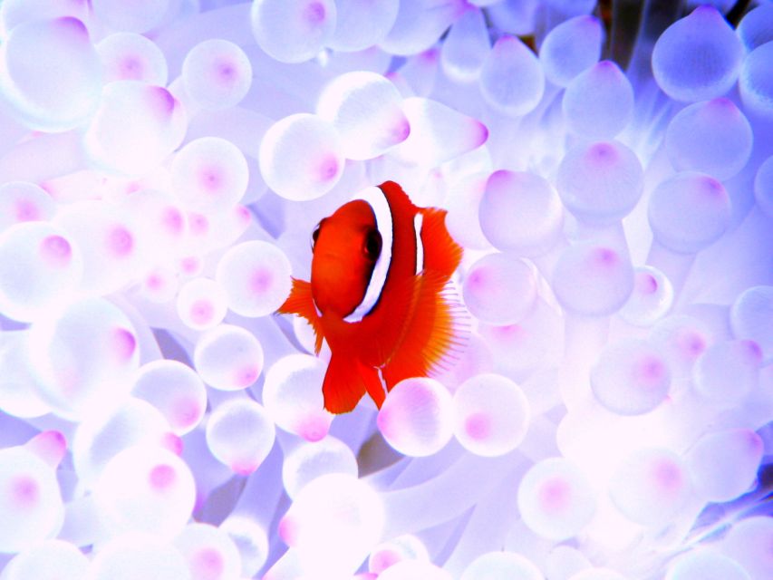 Okinawa: Naha: 1 day Kerama Islands diving‣ license required - Price and value at $129