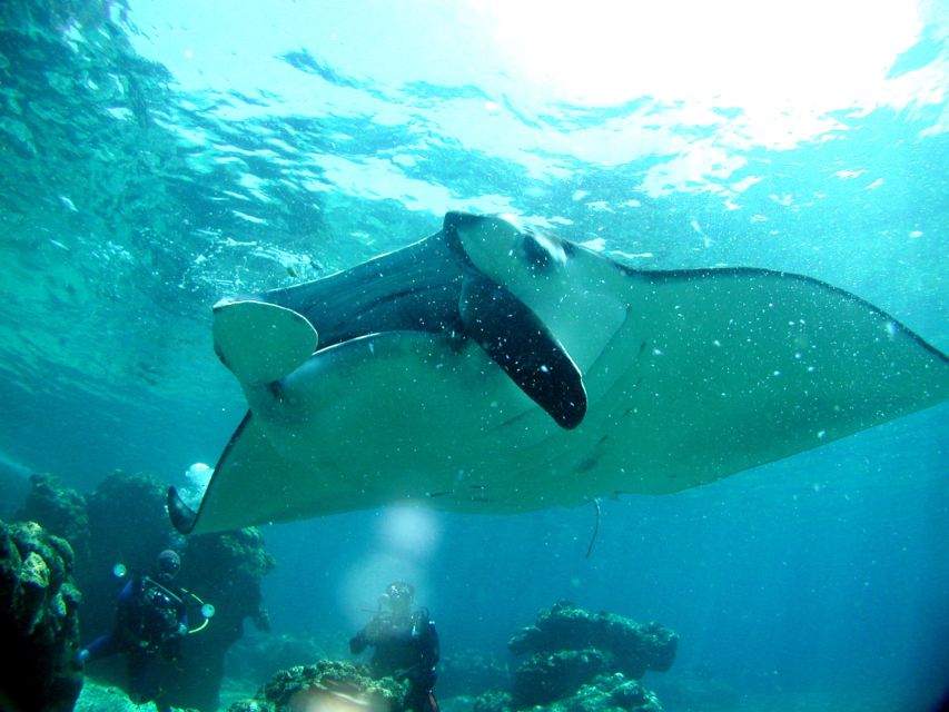 Okinawa: Naha: 1 day Kerama Islands diving‣ license required - Should you book the Kerama day trip?