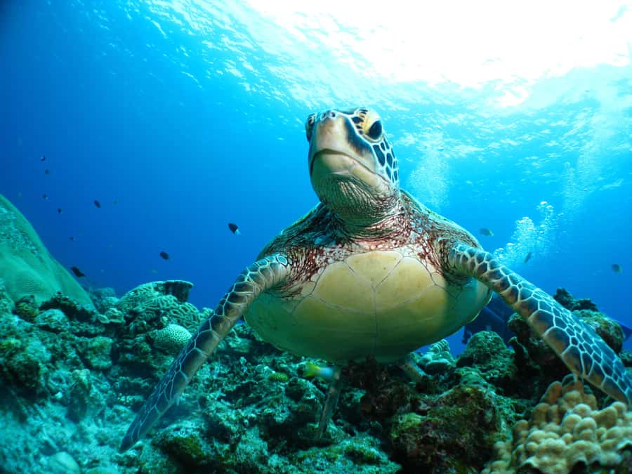 Okinawa:Naha:Kerama Island Experience １Dive and Snorkeling - Snorkeling at the second and third sites