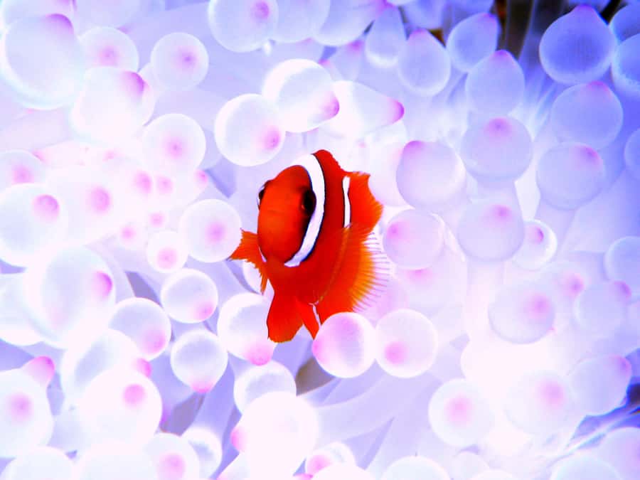 Okinawa:Naha:Kerama Island Experience １Dive and Snorkeling - Who should book this Kerama outing