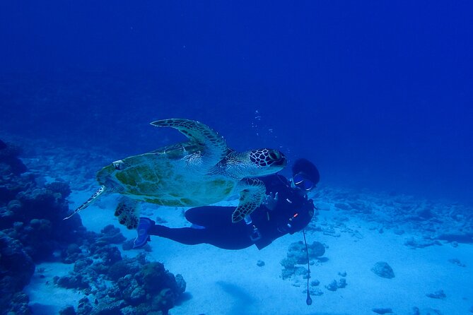 Okinawa Scuba Diving For Certified Divers (3 boat dives + Lunch) - An early start at Ocean Lounge