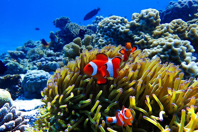 Okinawa: Scuba Diving Tour with Wagyu Lunch and English guide - Two Okinawan islands, one long morning on the water