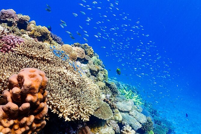 Okinawa: Scuba Diving Tour with Wagyu Lunch and English guide - Who should book this Motobu experience