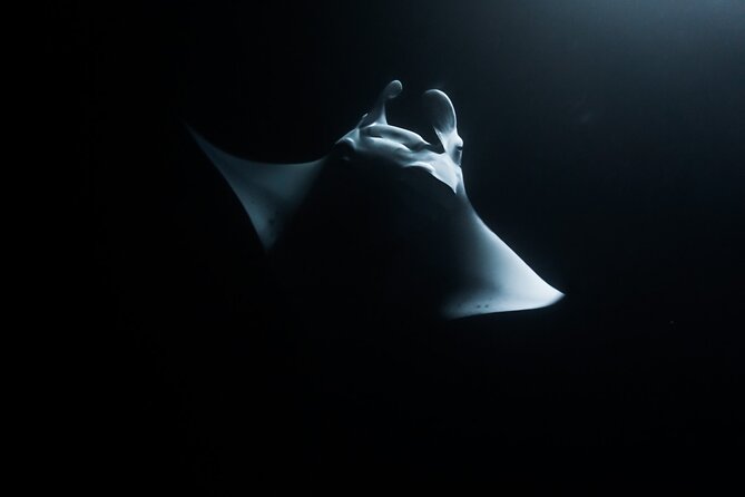 One Tank Manta Night Dive and Snorkel - Kona’s Manta Rays After Dark