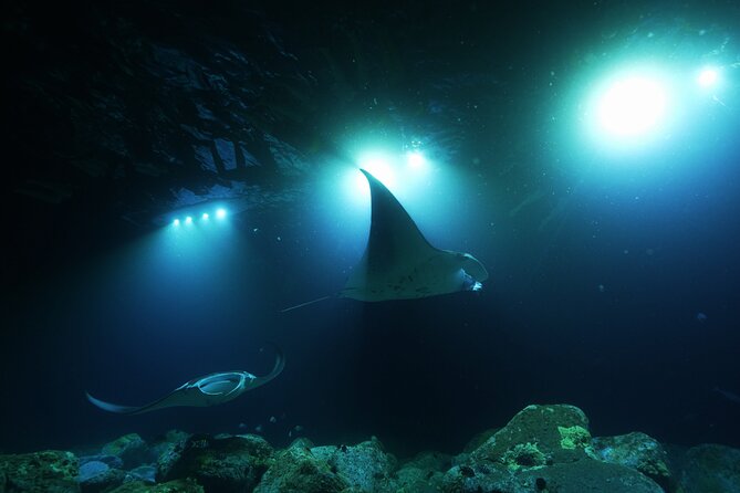 One Tank Manta Night Dive and Snorkel - Choosing Between Scuba and Snorkeling