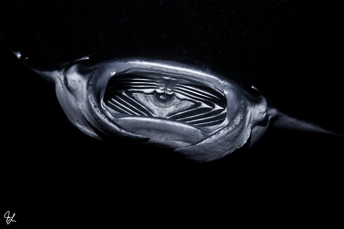 One Tank Manta Night Dive and Snorkel - Weather, Cancellations, and Booking Timing