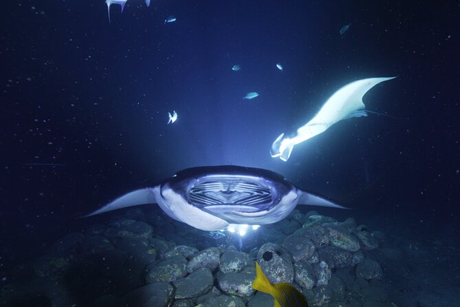 One Tank Manta Night Dive and Snorkel - What Makes the Night Setting Special
