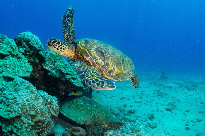 One Tank Scuba Diving in Kauai South Shore Certified Diver Only - The briefing covers more than basic safety
