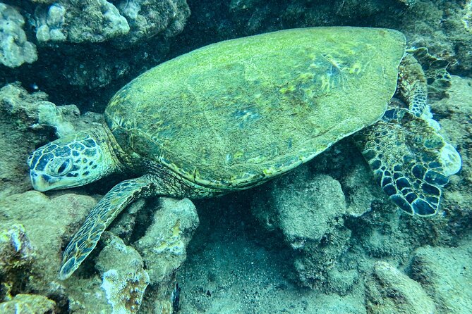 One Tank Scuba Diving in Kauai South Shore Certified Diver Only - What you may see in 15 to 45 feet of water